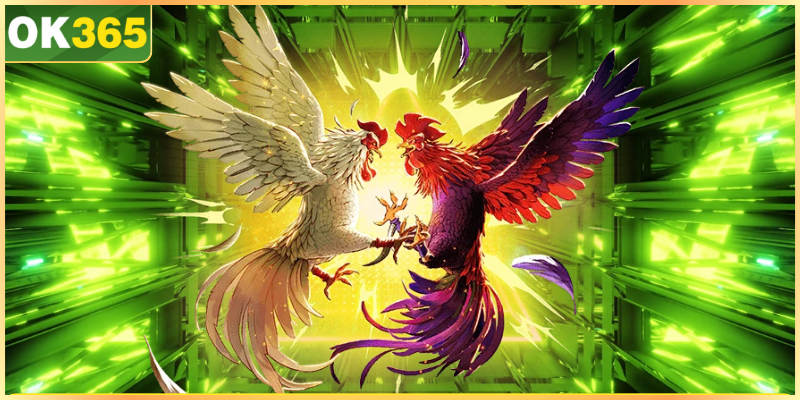 Đá Gà Cựa Sắt OK365 | Chia Sẻ Mẹo Chọn Kèo Hiệu Quả Một vài quy tắc cần nắm rõ